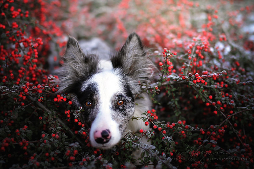 My Dog Has A Babyface, And That Is Too Cute!