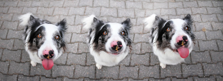 My Dog Has A Babyface, And That Is Too Cute!