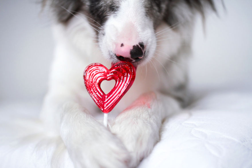 My Dog Has A Babyface, And That Is Too Cute!