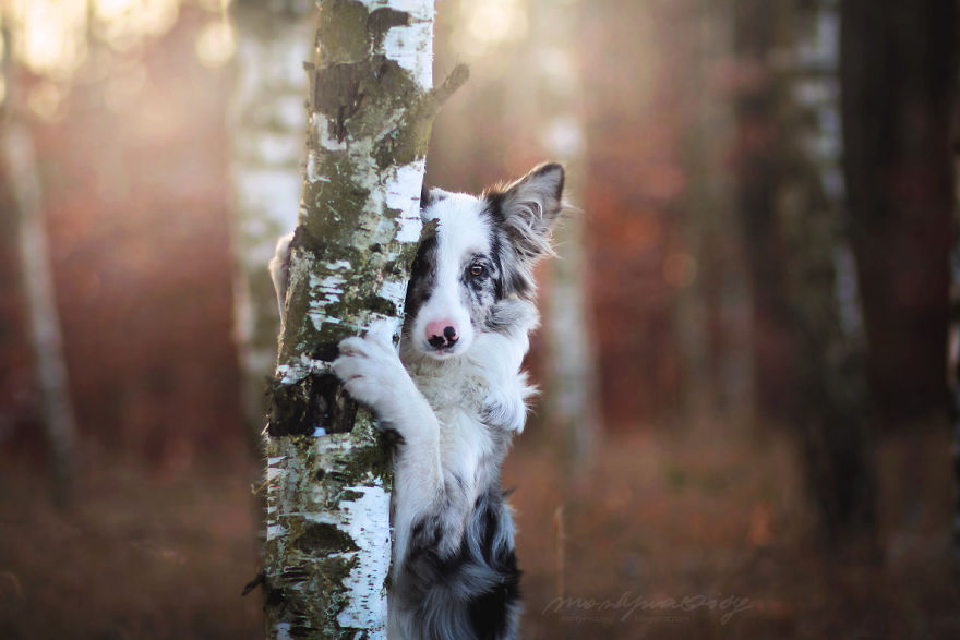 My Dog Has A Babyface, And That Is Too Cute!