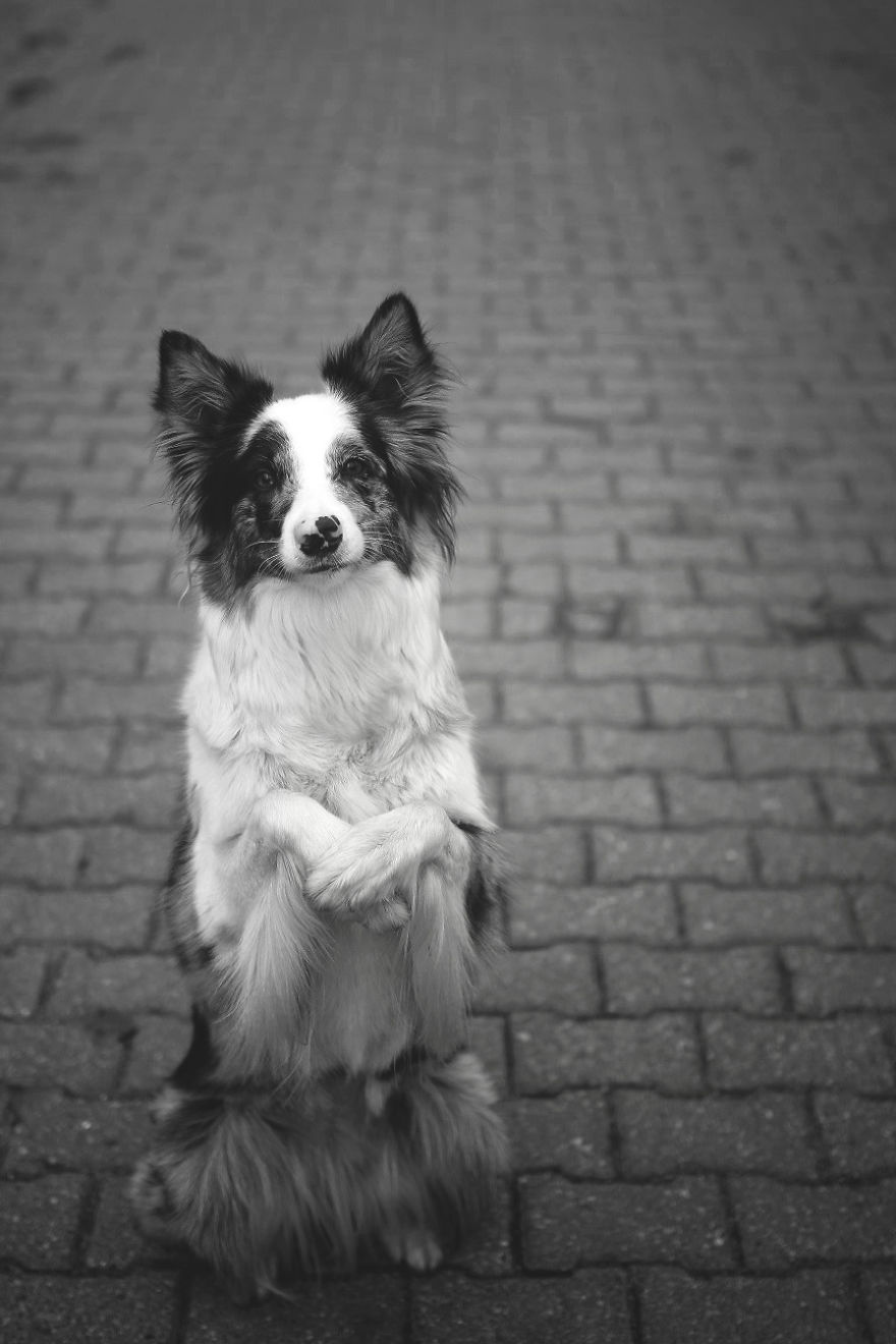 My Dog Has A Babyface, And That Is Too Cute! My Dog Has A Babyface, And That Is Too Cute!