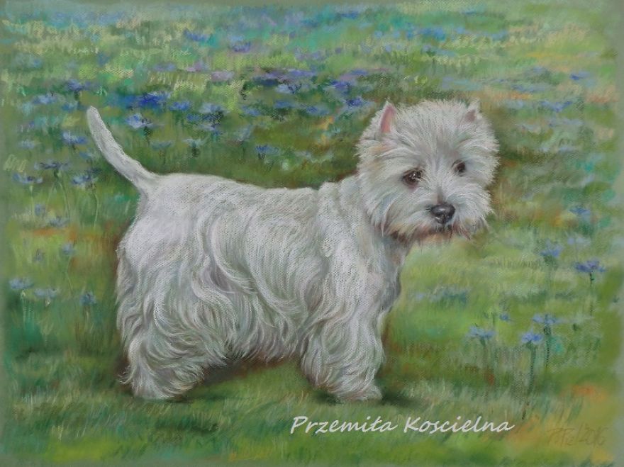 Westie. Portrait Made For Order