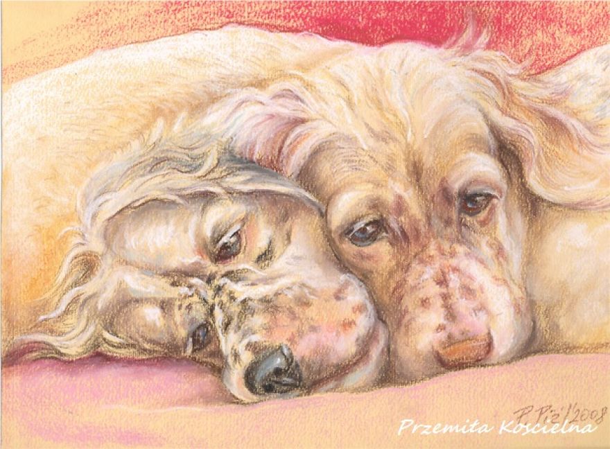 English Setter Puppys