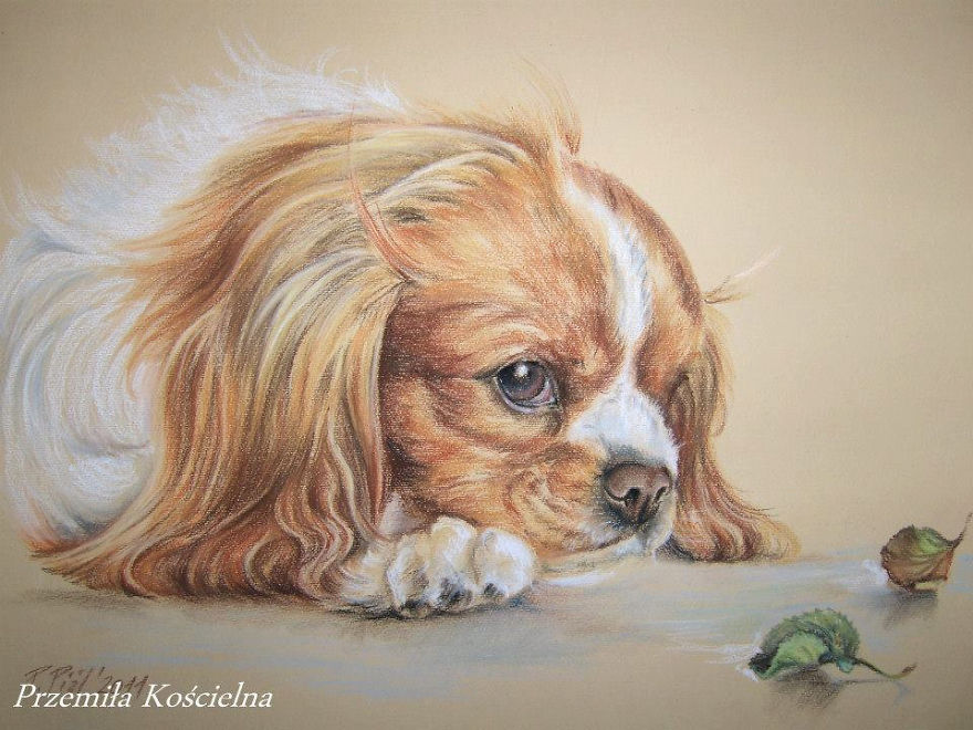 Cavalier King Charles Spaniel