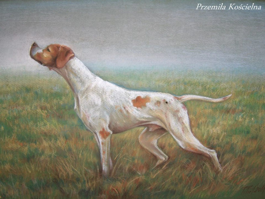 English Pointer