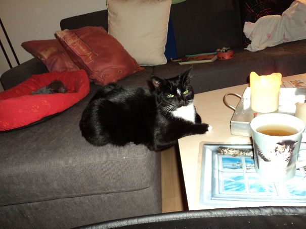 I Am Not Sitting On The Table, Human