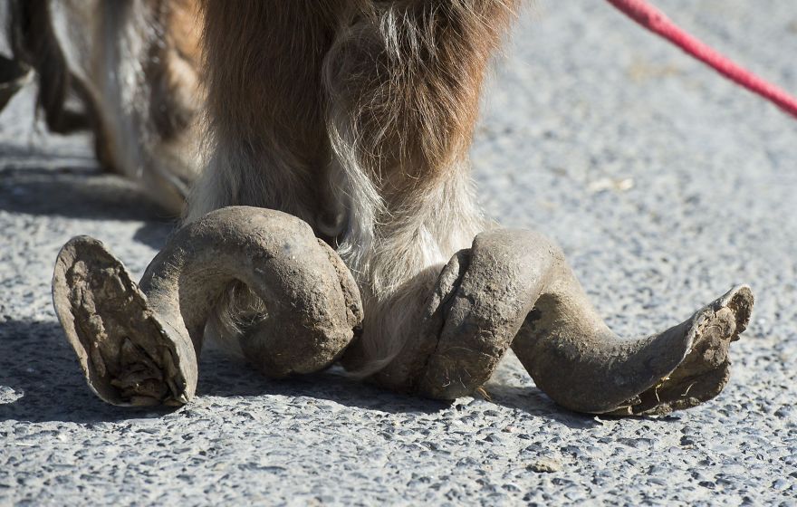 Neglected Pony Hasn’t Had Her Hooves Trimmed In 10 Years
