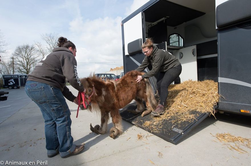 Neglected Pony Hasn’t Had Her Hooves Trimmed In 10 Years
