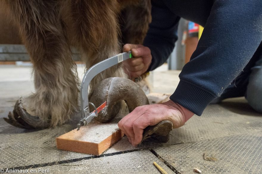 Neglected Pony Hasn’t Had Her Hooves Trimmed In 10 Years