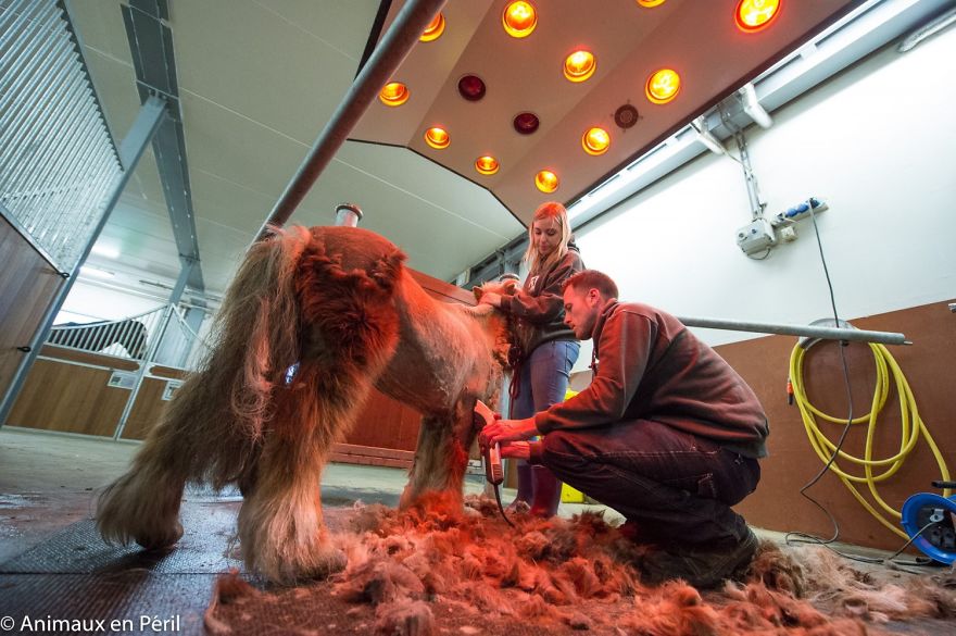 Neglected Pony Hasn’t Had Her Hooves Trimmed In 10 Years