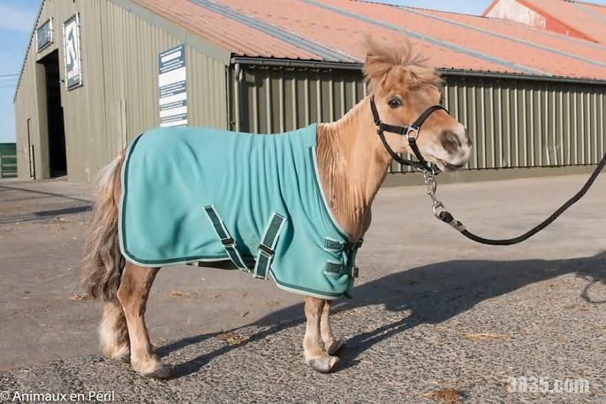 Neglected Pony Hasn’t Had Her Hooves Trimmed In 10 Years