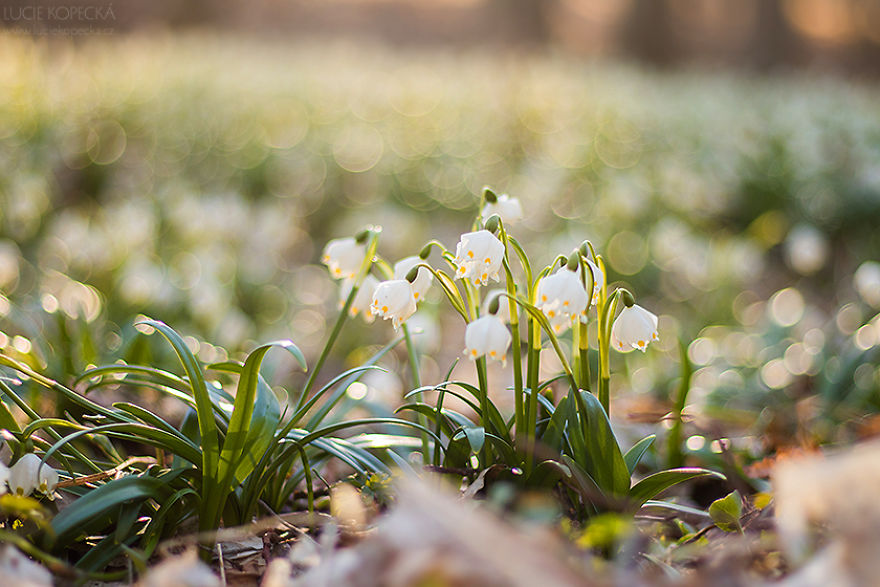 I've Photographed A Blooming "Carpet" In Our Village