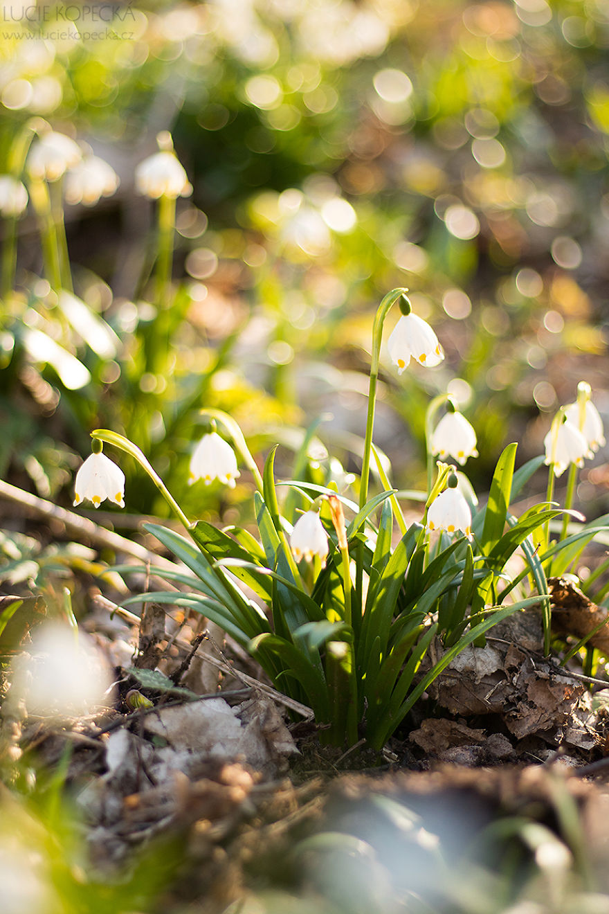 I've Photographed A Blooming "Carpet" In Our Village