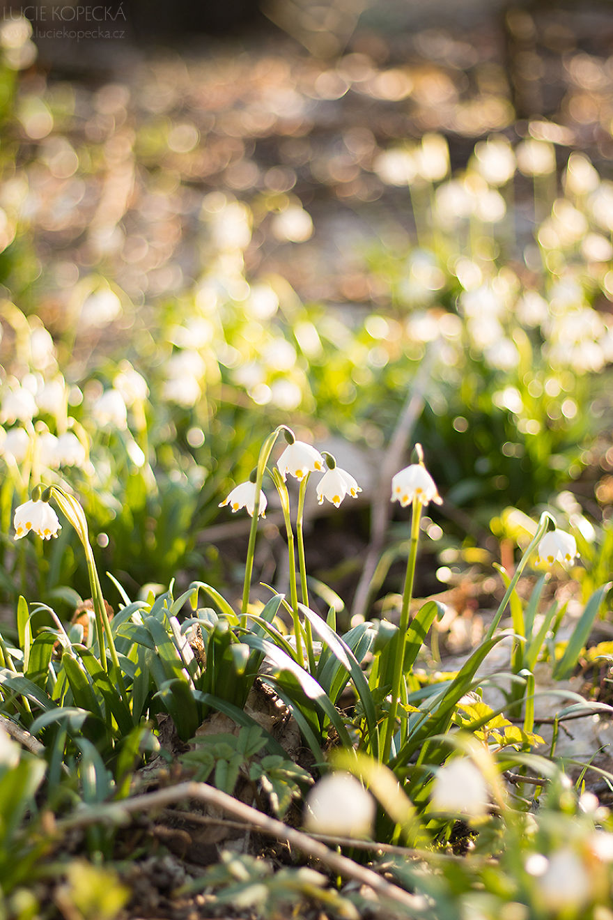 I've Photographed A Blooming "Carpet" In Our Village