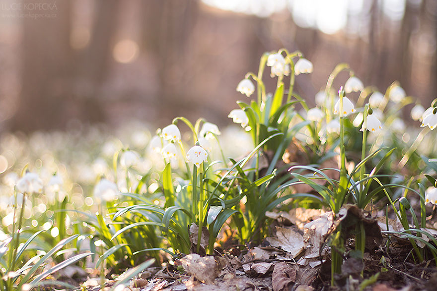 I've Photographed A Blooming "Carpet" In Our Village