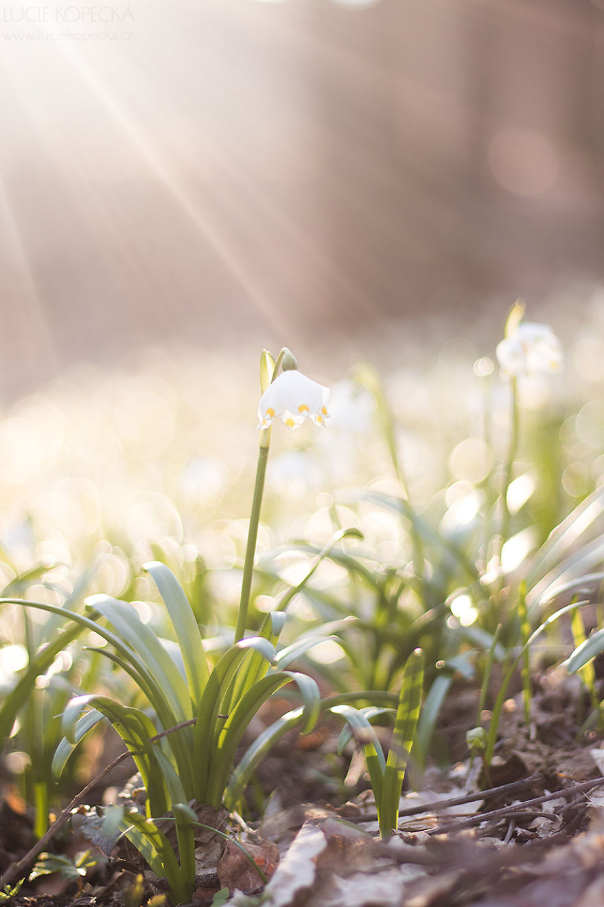 I've Photographed A Blooming "Carpet" In Our Village
