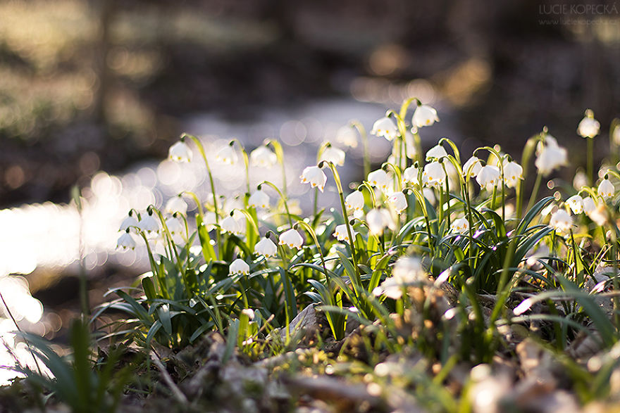I've Photographed A Blooming "Carpet" In Our Village