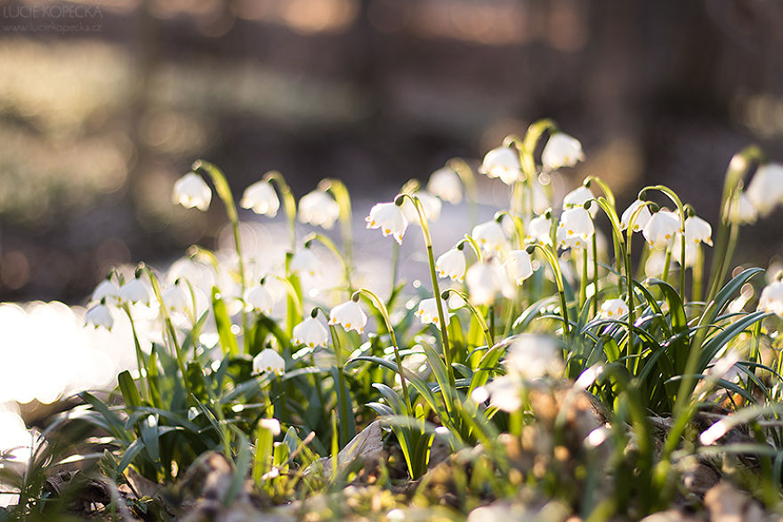 I've Photographed A Blooming "Carpet" In Our Village