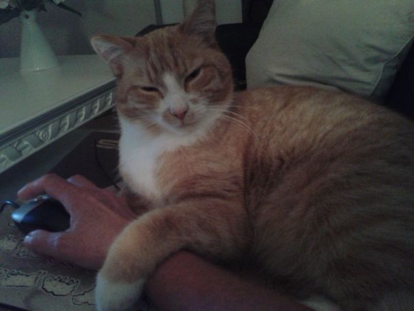 Pet Cat Now. Mouse Later