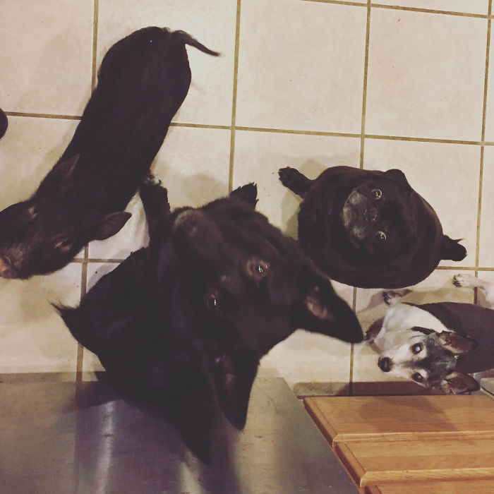 My Little Pig Thinks He's A Dog .. Especially At Treat Time!