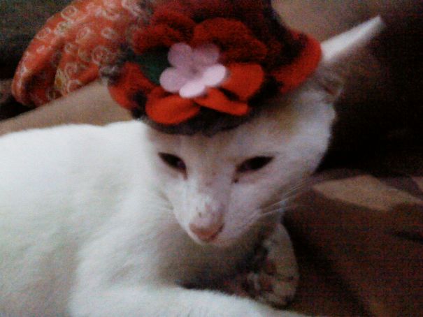 My Daughter Said It's Name Is Miss Matcha. It's A Male Cat.