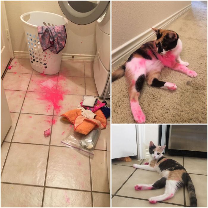 I Swear It Wasn't Us!