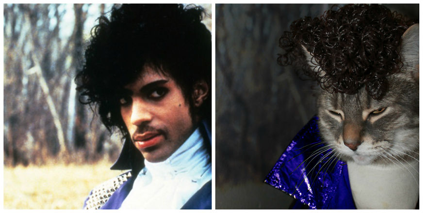 This Cat Enjoys Dressing Up! This Cat Enjoys Dressing Up!