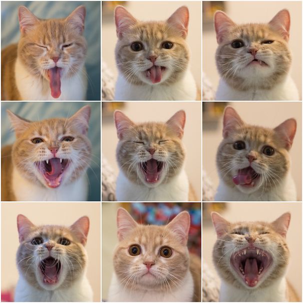 My Cat Is A Drama King