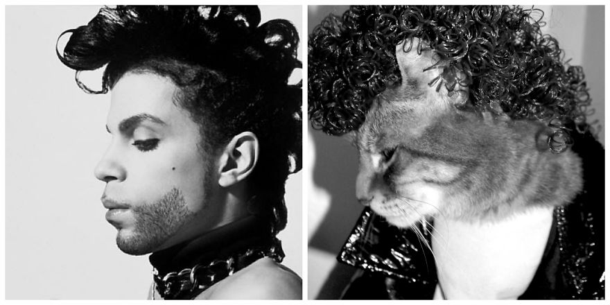 This Cat Enjoys Dressing Up!