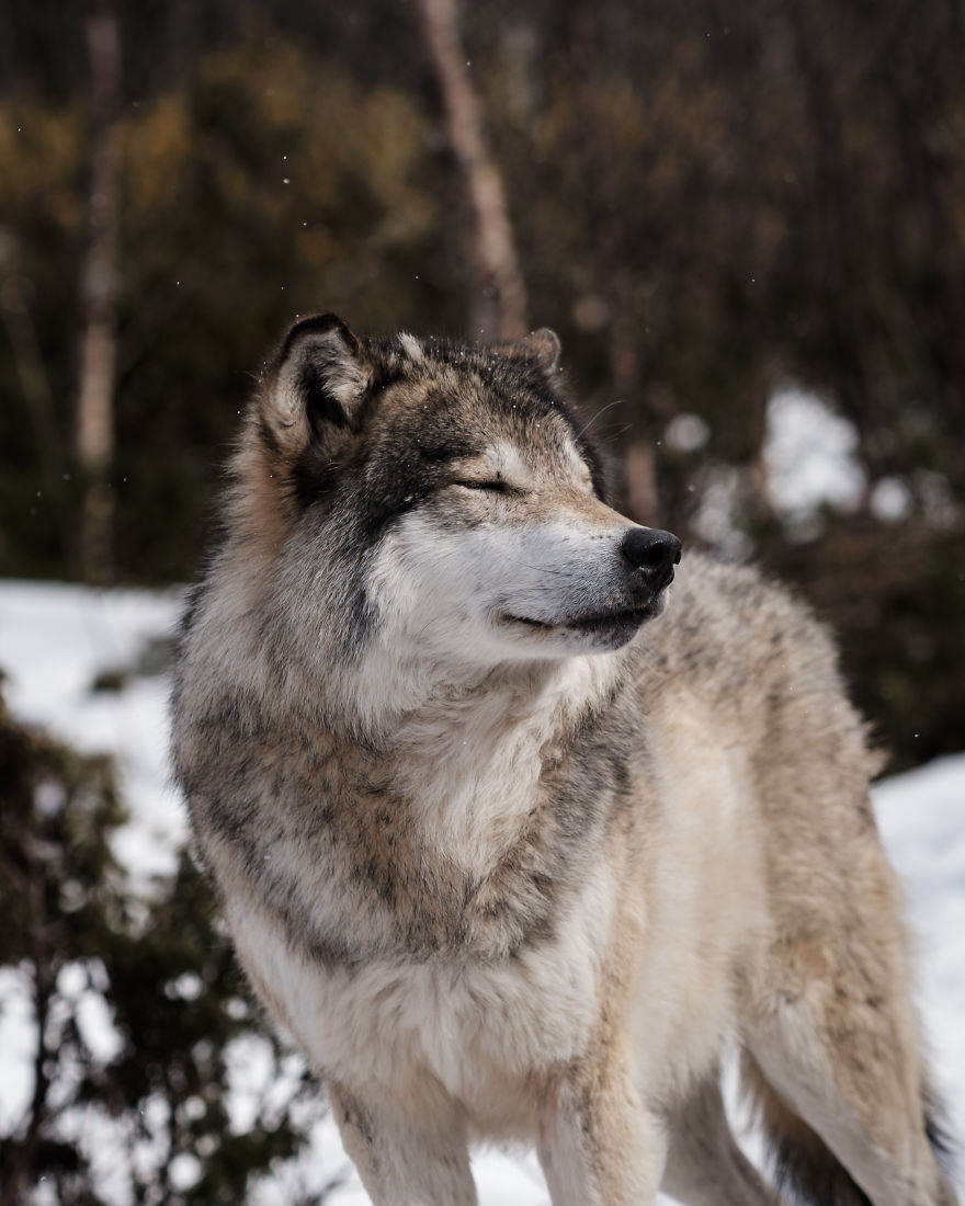 I Took Powerful Portraits Of Wolves In Norway I Took Powerful Portraits Of Wolves In Norway