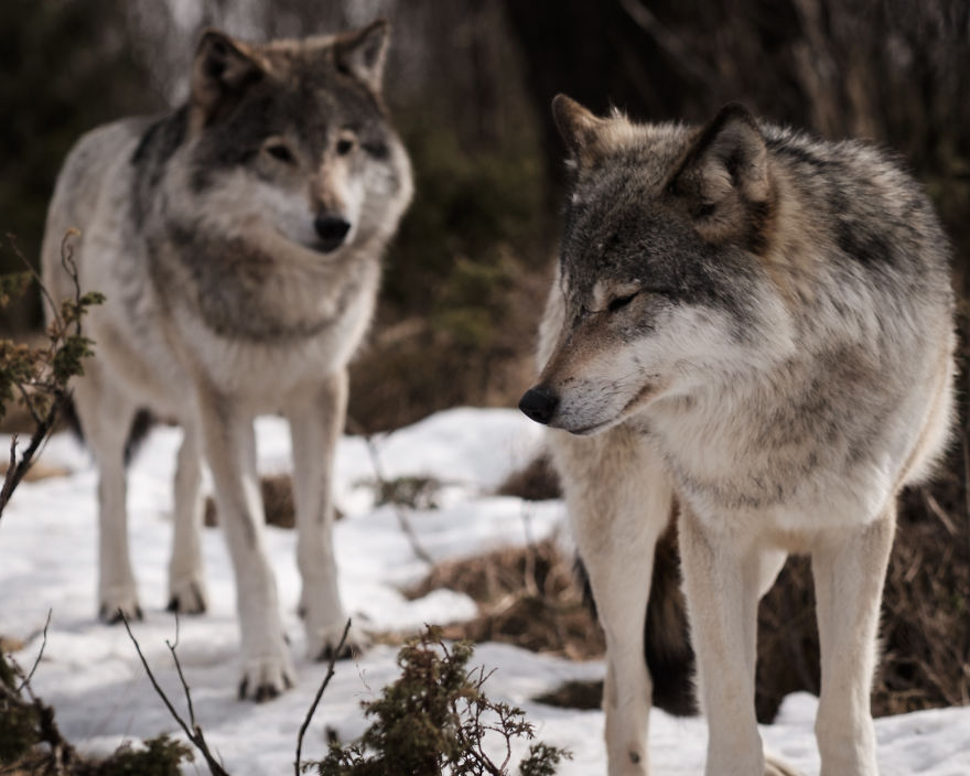 I Took Powerful Portraits Of Wolves In Norway I Took Powerful Portraits Of Wolves In Norway
