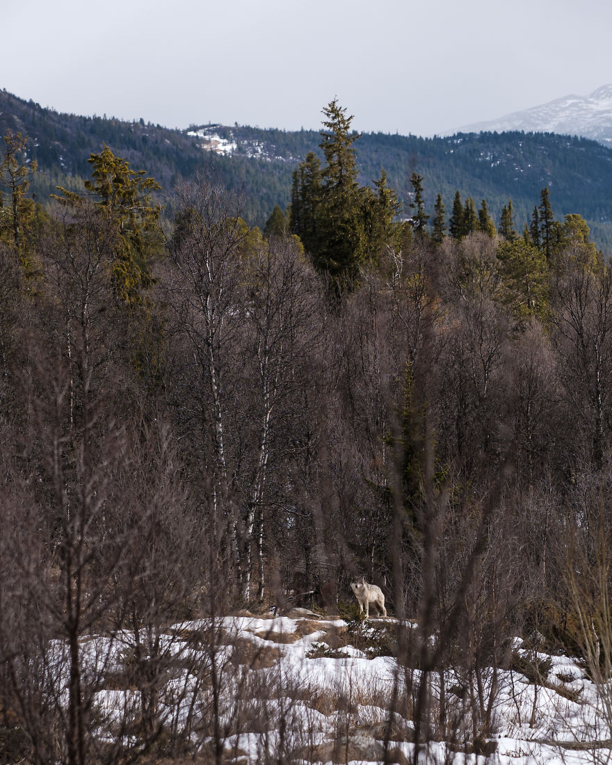 I Took Powerful Portraits Of Wolves In Norway I Took Powerful Portraits Of Wolves In Norway