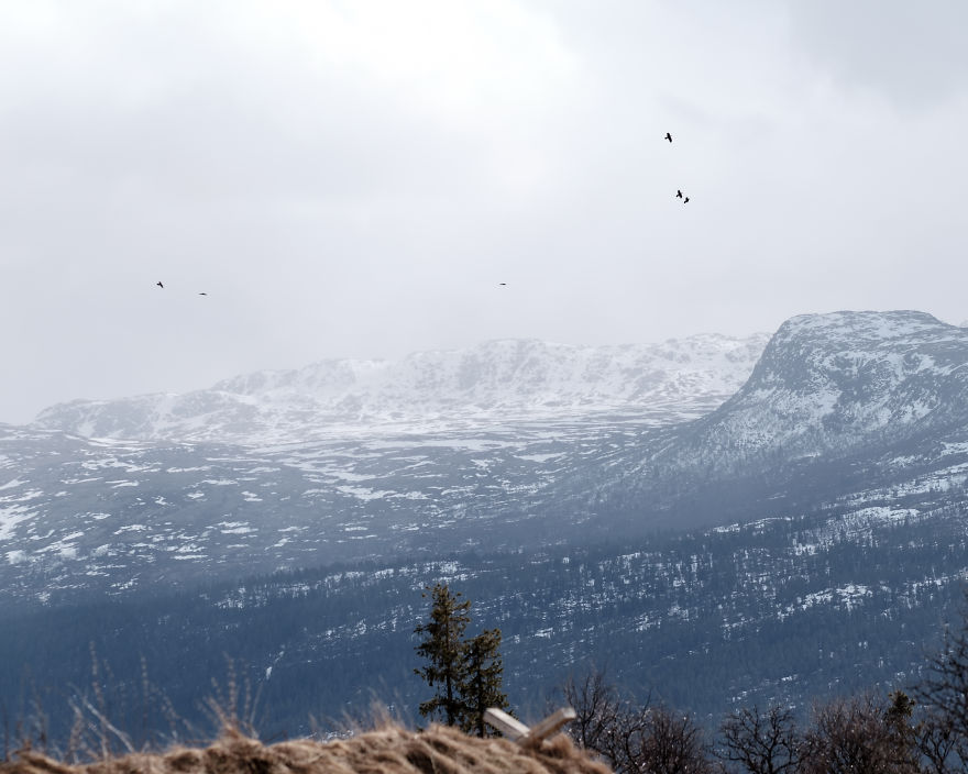 I Took Powerful Portraits Of Wolves In Norway I Took Powerful Portraits Of Wolves In Norway