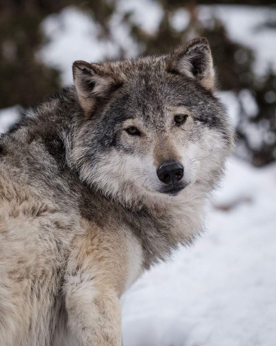 I Took Powerful Portraits Of Wolves In Norway I Took Powerful Portraits Of Wolves In Norway