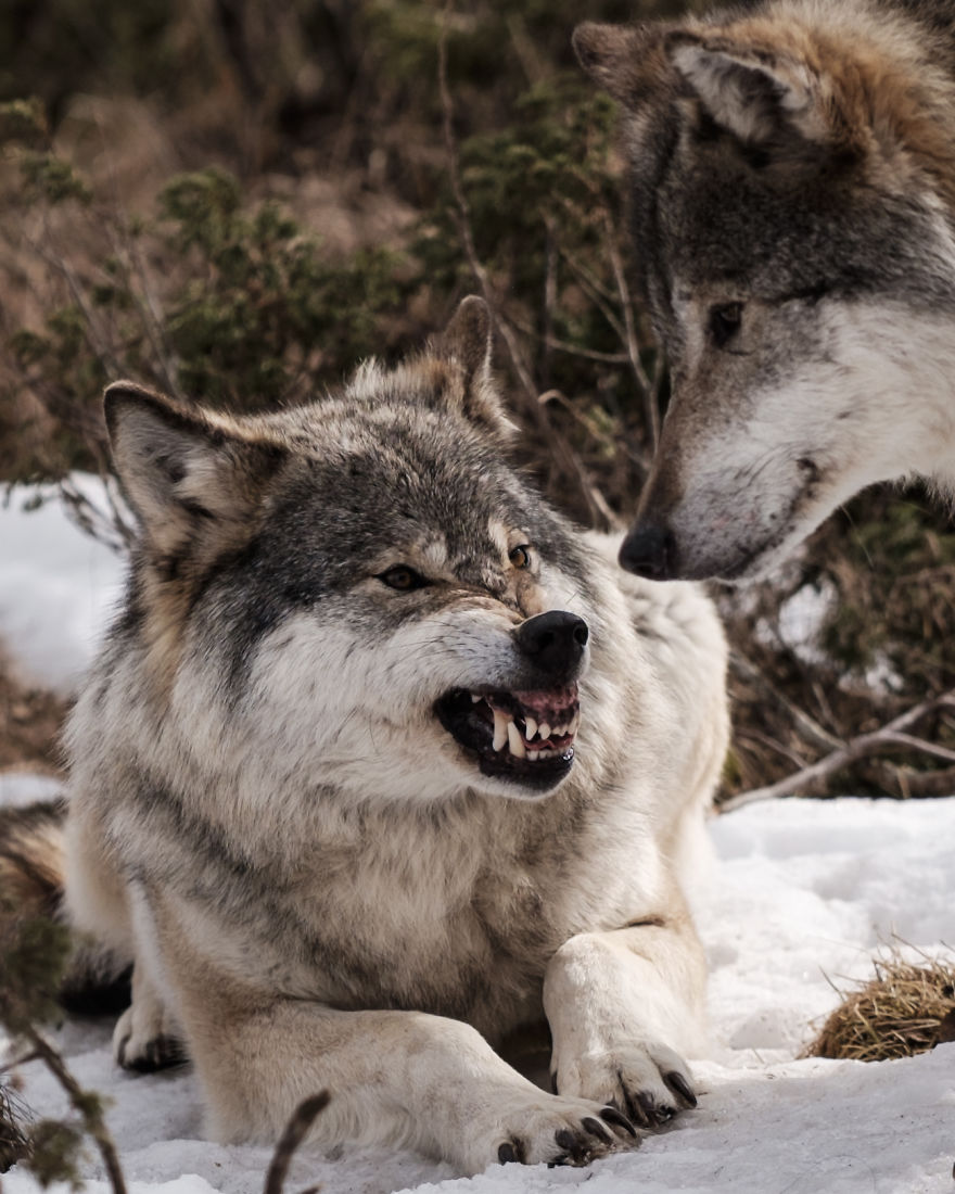 I Took Powerful Portraits Of Wolves In Norway I Took Powerful Portraits Of Wolves In Norway