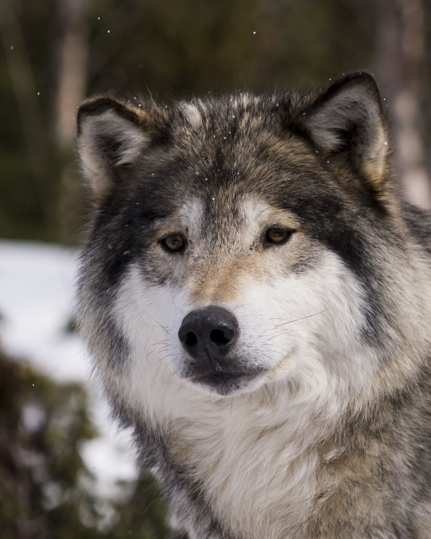 I Took Powerful Portraits Of Wolves In Norway I Took Powerful Portraits Of Wolves In Norway