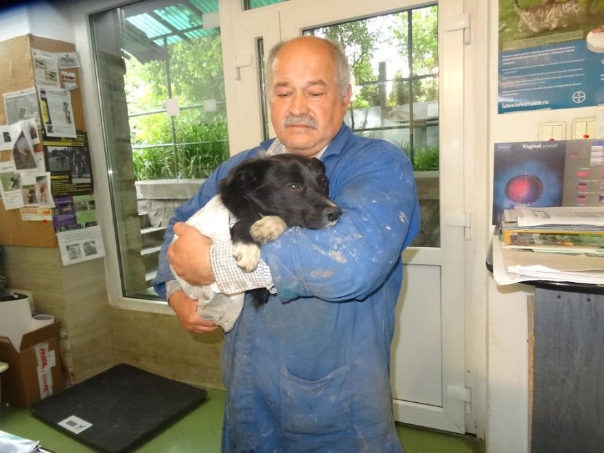 950 Dogs Will Lose Their Refuge At The End Of This Month And They Need Your Help