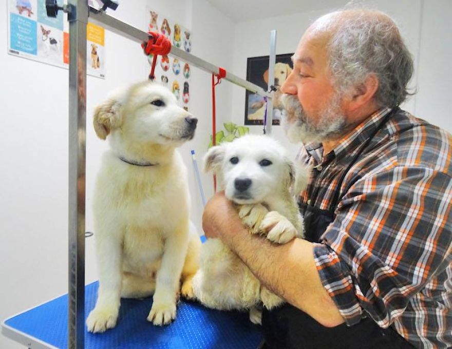 950 Dogs Will Lose Their Refuge At The End Of This Month And They Need Your Help 950 Dogs Will Lose Their Refuge At The End Of This Month And They Need Your Help