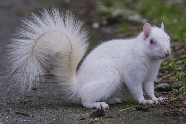Rare Albino Squirrel Is Photographed Rare Albino Squirrel Is Photographed