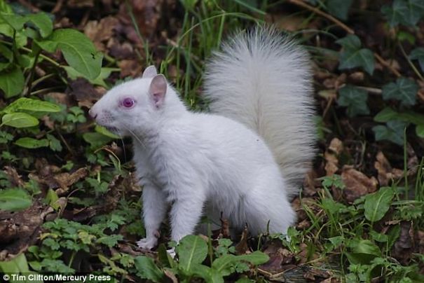 Rare Albino Squirrel Is Photographed Rare Albino Squirrel Is Photographed