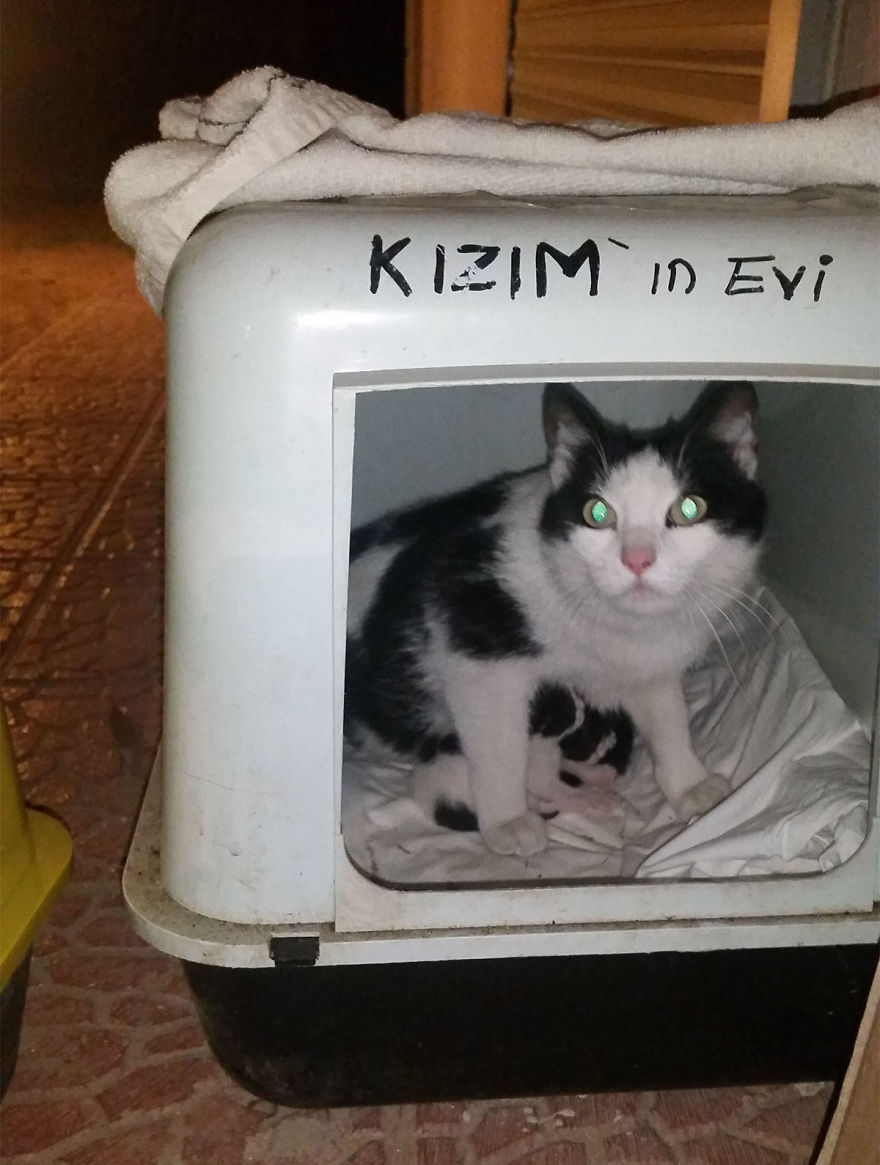 Rescued Kittens From Bird's Nest