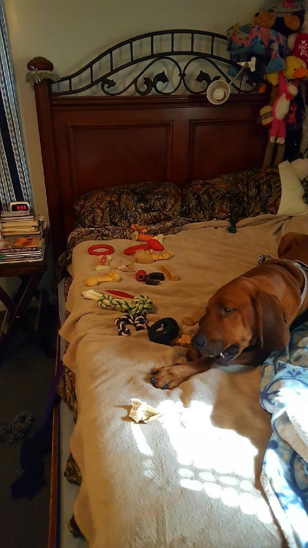 My Grandson Decided Clyde Needed All The Toys Out His "toybox"