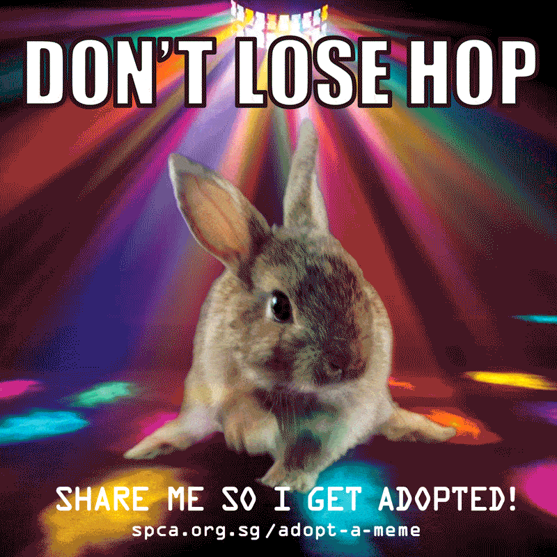 Spca Turns Adoption Announcements Into Gif Memes