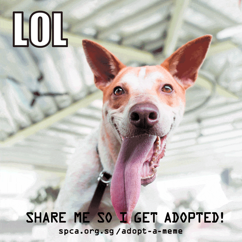 Spca Turns Adoption Announcements Into Gif Memes.