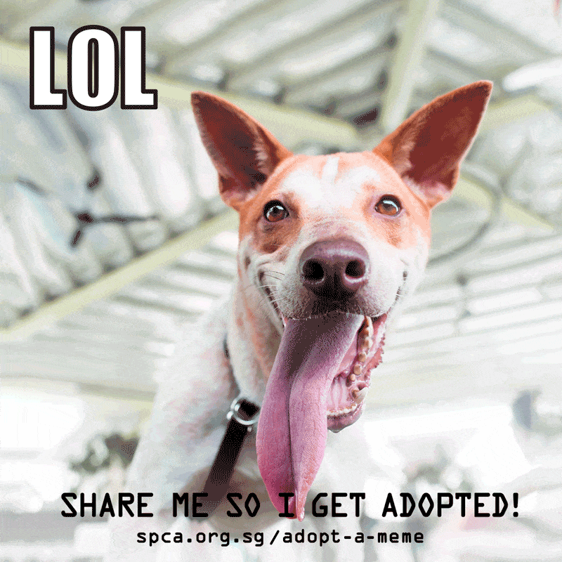 Spca Turns Adoption Announcements Into Gif Memes Spca Turns Adoption Announcements Into Gif Memes