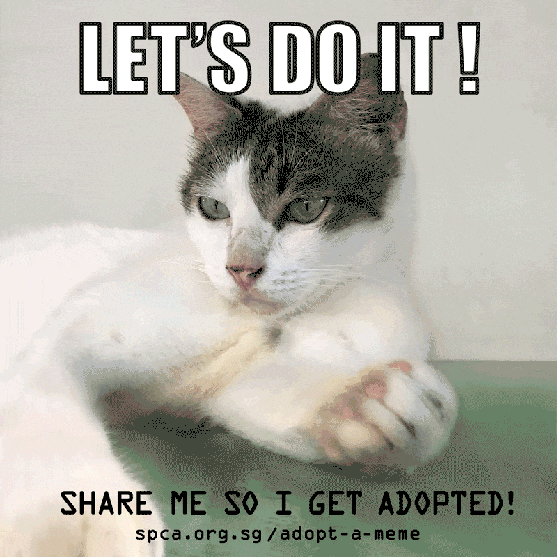 Spca Turns Adoption Announcements Into Gif Memes Spca Turns Adoption Announcements Into Gif Memes