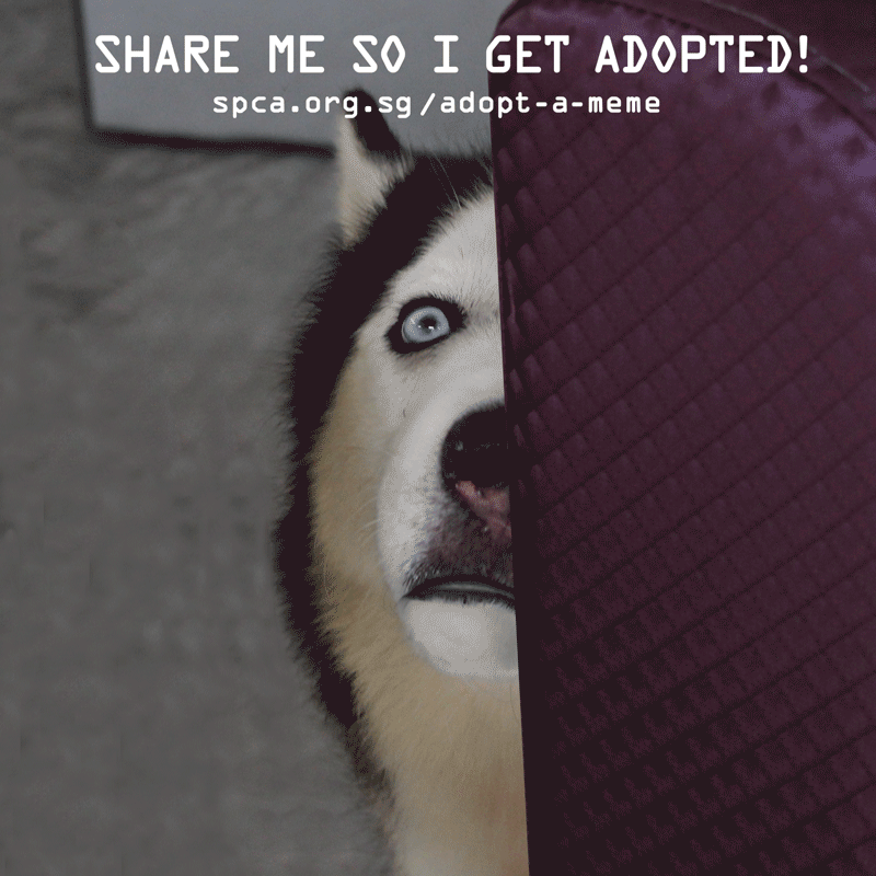 Spca Turns Adoption Announcements Into Gif Memes Spca Turns Adoption Announcements Into Gif Memes