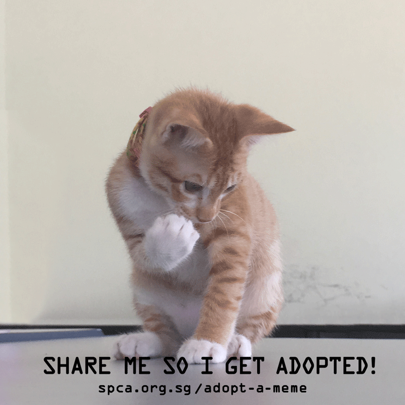 Spca Turns Adoption Announcements Into Gif Memes Spca Turns Adoption Announcements Into Gif Memes