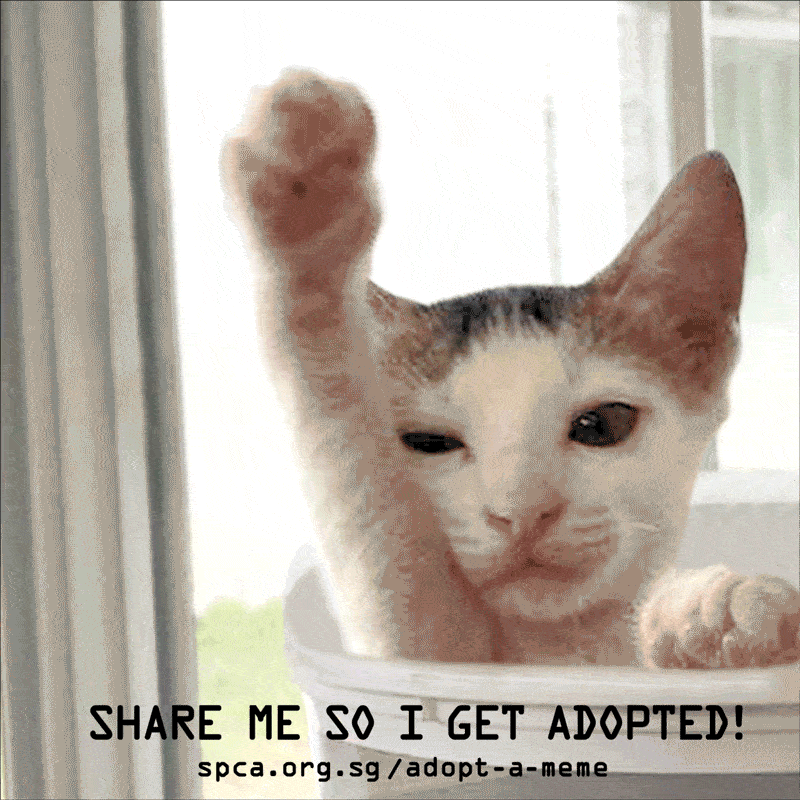 Spca Turns Adoption Announcements Into Gif Memes Spca Turns Adoption Announcements Into Gif Memes