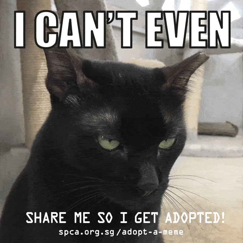 Spca Turns Adoption Announcements Into Gif Memes.